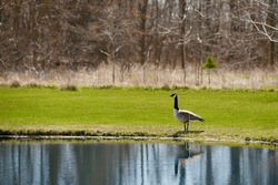 Canadian Goose on high alert