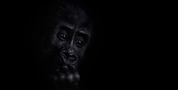 young gorilla. portrait on a black background