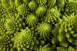Romanesco broccoli or Roman cauliflower, close up shot from above, texture detail of the healthy vegetable Brassica oleracea, a variation of cauliflower.  macro photo.