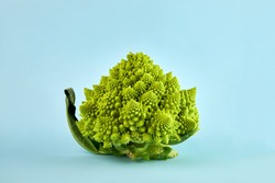 Romanesco broccoli or Roman cauliflower, a type of cauliflower. Isolated on a blue background.