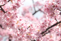 Beautiful and cute pink cherry blossoms (sakura flowers), wallpaper background, soft focus, Tokyo, Japan