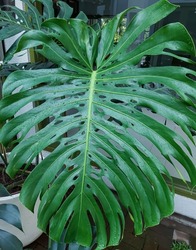 Green giant leave of Monstera philodendron plant