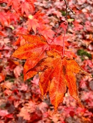 Acer japonicum, Fullmoon Maple, Downy Japanese-Maple, is a species of maple native to Japan. Here red leves in autumn at a tree planted in a garden in Norway.