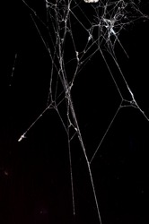 Triangle horror cobweb or spider web isolated on black background,vertical photo