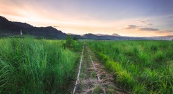 Hidden Railway in the cane fields Bais Negros Oriental, Philippines