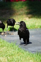American crow holding a peanut in its mouth