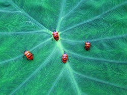 A group of red insects lined up on a leaf