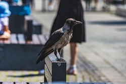 Aged and skinny hooded crow (Corvus cornix) standing on the edge of a bench in the city in a public space and watching