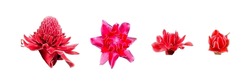 isolate red torch ginger flowers, 4 sizes from bloom to bud, on a white background.