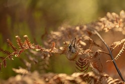 A locust backwards on a dry fern, ready to jump. Back view. Selective focus. Out of focus areas.