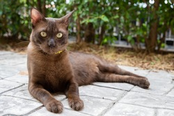 Short hair brown cat laying on the floor at the outdoor