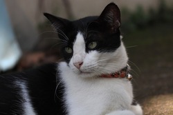 Black and white cat with collar looking sideways on blurred background