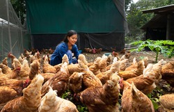 Beautiful farmer feeding chickens in the farm. Concept organics farm, organic living.Asian agriculture.Chicken egg. Healthy farm healthy food.