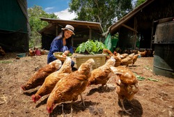 Beautiful farmer collecting chicken's eggs in the farm. Concept organics farm, organic living.Asian agriculture.Chicken egg. Healthy farm healthy food.