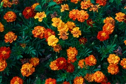 Little orange-yellow-red flowers