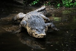 Saltwater crocodile, Indo-Australian crocodile, or Man-eater crocodile. Crocodylus porosus is the largest type of crocodile in the world.