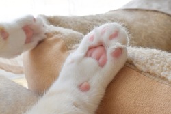 Cat toe beans on bed.  Tabby cat laying on the cushion showing it's toe beans.