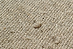 Dirty old rug or carpet with cat scratching, pet hair, human hair and lots of dust on it. Pulled rug threads background.  Photo can be used for the concept of how to clean and repair the carpet. 