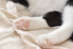 Cat toe beans on the rug.  Tabby cat sitting on the sofa at home.  Copy space is on the blurry parts of photo.  Selective focus.