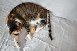 Calico cat sleeping on the sofa at home. Happy tabby cat relaxing in a house. Flat lay top view photo.