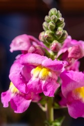 Close-up of colourful Antirrhinum, commonly known as dragon flowers, snapdragons and dog flower, in natural light