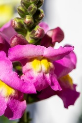 Close-up of colourful Antirrhinum, commonly known as dragon flowers, snapdragons and dog flower, in natural light