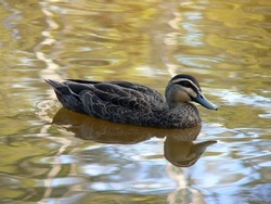 Pacific black duck bird swimming on a pond
