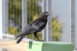 Portrait of a torresian crow bird animal
