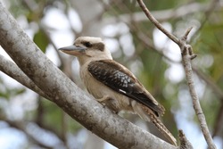 Laughing kookaburra bird sitting in a tree in Australia