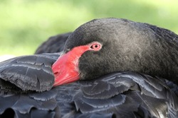 Black swan bird with its head under its wing