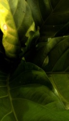 Creative Layout made of Grean Leaf. Flat Ly. Nature Concept