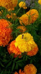Marigold may refer to: In the genus Calendula: Common marigold, Calendula officinalis (also called pot marigold, ruddles, or Scotch marigold) In the genus. Tagetes erecta, 