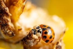 Close-up macro shot of a cute orange ladybug eating banana in yellow background