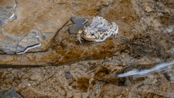 Eastern American Toad (Anaxyrus americanus americanus) in rocky gently flowing stream.