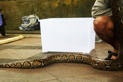 A large brown python or ular piton and albino snake slithered across the garden path floor.