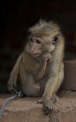 SriLankan Monkey in cage wild monkey sad face ape zoo