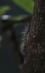 Insects in Sri Lanka arthropod wildlife planet nature animal 