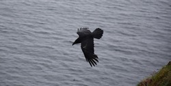 Amazing black crow with his wings wide open in flight.