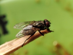 Close up house fly landed on chopsticks . The house fly,  Musca domestica is a well-known cosmopolitan pest of both farm and home. 