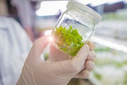 Tissue culture or plant culture are agriculture industry. Researcher use tissue growth in bottle. this technique increases a lot of plant in the same time.