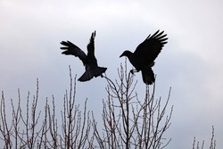 Two dancing Crows on a tree in the cloudy day.