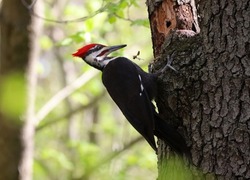 Male Pileated Woodpecker pecking on tree.