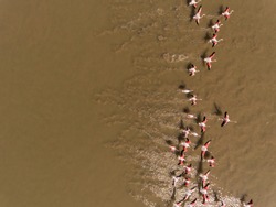 Bird’s eye drone photo of a group of flamingos in muddy waters