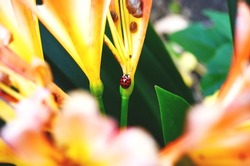 little bug in the flower