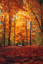 Canada Vibrant Colourful Autumn Season