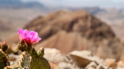A Beavertail Cactus in bloom in the desert mountains of Lake Mead National Recreational Area, Nevada.