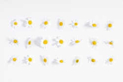 Beautiful flowers composition. Daisy pattern, spring and summer chamomile white flowers on white background. Flat lay, top view, copy space 