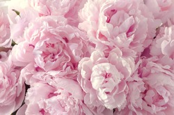 Beautiful flowers, peonies. Bouquet of pink peony background. 