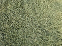 Top view on background texture of green grass reeds