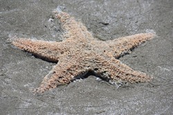 A dead starfish washed up on a beach
